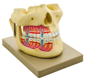 Adult Denture <b>Prosthetic</b> Devices Constructed to Replace Missing Teeth Supported by the Surrounding Soft Hard Tissue of Cavity. - Product Image 2