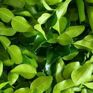 HOJAS DE PLÁTANO Y LIMÓN CONGELADAS AL POR MAYOR PERFECTAS PARA COCINAR SALUDABLE Y PRESENTACIÓN DE ALIMENTOS - Product Image 2
