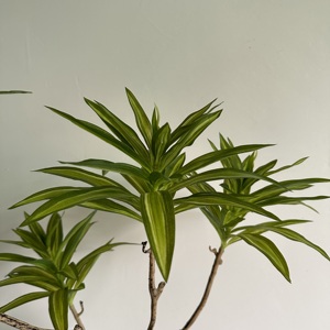 ต้นดราซีน่าประดิษฐ์-วัสดุ PE ทันสมัย สำหรับตกแต่งภายใน/ภายนอกอาคาร ใบเรียว ขนาด 120/150/180 ซม. (มีจำหน่ายขนาด 210 ซม.) - Product Image 2