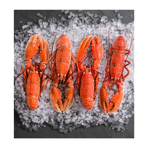 กุ้งมังกรแช่แข็งสด, กุ้งมังกรดิบ, กุ้งมังกรเป็นๆ คุณภาพส่งออกสูงสุด - Product Image 6