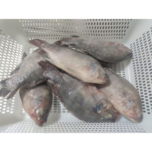 Tilapia Congelada al por Mayor |   Tilapia China a Precio Competitivo, Adecuada para Contratos de Suministro a Largo Plazo - Product Image 2