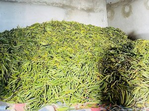 Vanille séchée biologique Pompona 1Kg de Madagascar en vente à l'exportation 14-17 cm vanille en fèves de qualité - Product Image 6