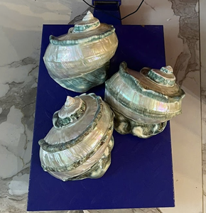 Material de Concha Natural Turbo marmoratus de Vietnam para Artesanías de Exhibición Interior de Primera Calidad con Acabado Decorativo Liso - Product Image 5