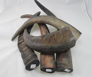 Cuerno de búfalo natural vikingo indio Puntas sólidas Técnica cruda Característica ecológica Disponible a granel en La India por f s i - Product Image 4