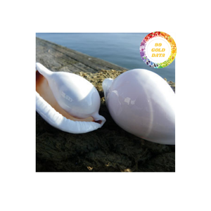 Cáscara de huevo de vaca blanca, cáscaras naturales ecológicas, ampliamente utilizadas para artículos de artesanía, adornos y joyas de Vietnam - Product Image 5