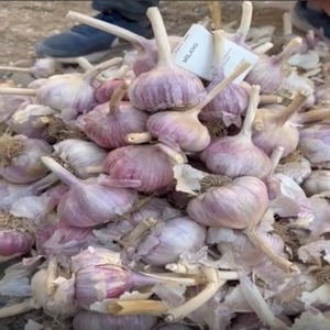 Produit populaire à succès : Ail séché et légumes séchés à prix surprise - Product Image 4