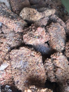 Goma arábiga de Acacia orgánica de calidad superior, polvo natural al mejor precio para uso alimentario agrícola grande y mediano, procesamiento crudo - Product Image 4