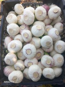 กระเทียมทั้งหัวพรีเมียม 100% ธรรมชาติ สดใหม่ คุณภาพสูง สำหรับส่งออก บรรจุภัณฑ์ตามสั่ง ยี่ห้ออัล นาดา อียิปต์ อายุการเก็บรักษา 6-9 เดือน ปริมาณ 10 ตัน - Product Image 6