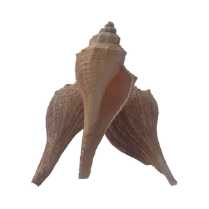 เครื่องประดับเปลือกหอยสีเหลืองขนาดเล็กขนาด7-9ซม. - Product Image 3