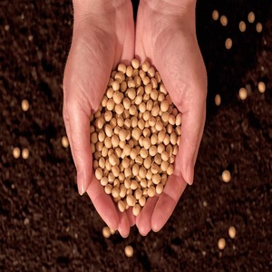 Graines de soja biologiques en gros à bas prix, livraison en vrac disponible, service rapide et fiable dans le monde entier - Product Image 6