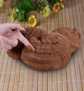 Poudre de champignon Reishi finement broyée du Vietnam pour la fabrication de mélanges de thé et de boissons alimentaires - Product Image 3