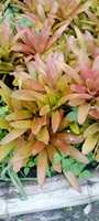 Bromelia Ruborizada, Planta de Flor Fresca Cortada, 20cm, Origen Ecuador, Huertos Del Ecuador, Guayaquil