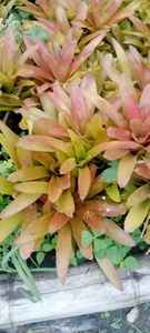 ต้นบรมีเลีย รูโบริซาดา ดอกสดตัดได้ ขนาด 20 ซม. นำเข้าจากประเทศเอกวาดอร์ - Product Image 3