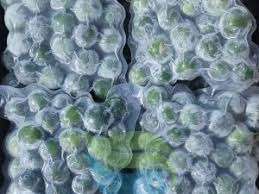 EXTRAIT ET JUS DE KUMQUAT ENTIER/SOUTIEN IMMUNITAIRE NATUREL - Product Image 5