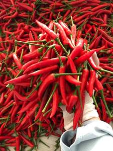 Hot Bán Đông Lạnh Ớt Việt Nam/Ớt Đỏ/Tươi Gia Vị Chất Lượng Cao Tại Giá Bán Buôn - Product Image 2