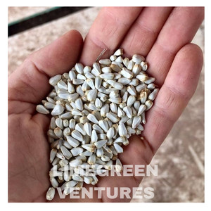 Vente en gros de graines de carthame | Carthamus Seeds Exportation de l'Inde Carthamus tinctorius Exportateur de carthame en vrac - Product Image 6