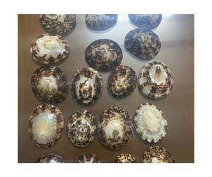 เปลือกหอยทะเลขนาดเล็กเปลือกหอยแปซิฟิกของสะสมอุปกรณ์ตกแต่งบ้าน - Product Image 5