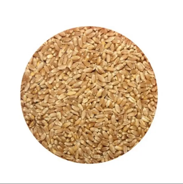 밀 곡물 도매 천연 유기농 1 학년 동물 사료 밀 50 Kg 가방 포장 밀 씨앗 시리얼 곡물 독일