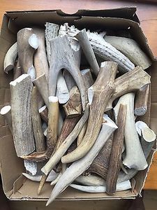 เขากวางแดงขนาดใหญ่และอาหารอินทรีย์สำหรับสัตว์เลี้ยงในฟาร์มและสัตว์ป่า - Product Image 4