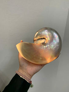 Gran oferta de alta calidad, varios tipos de conchas marinas de abulón naturales pulidas para decoración del hogar, ALTA CALIDAD - Product Image 4