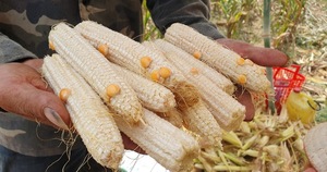 Mazorca seca de primera calidad a precio asequible, Exportación a granel - Product Image 2