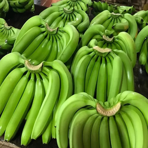 Orgánico Fresh Green Cavendish Banana Premium Export Quality Supply - Product Image 4