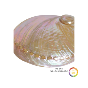 ผู้จัดจำหน่ายเปลือกหอยเป๋าฮื้อธรรมชาติขัดเงาสำหรับการส่งออกสินค้าหัตถกรรมระดับโลก - Product Image 5
