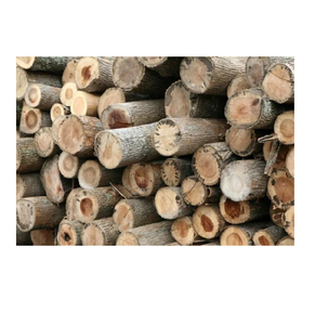 Troncos de madera de álamo de primera calidad a la venta a bajo precio para carpintería y aplicaciones de madera - Product Image 3