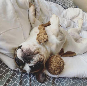 Coco Chew <b>Classic</b> & Cute Pet <b>Toy</b> Eco-Friendly Teeth Cleaning Feature Best Wholesale Price for Training Interacting From VIETNAM - Product Image 1