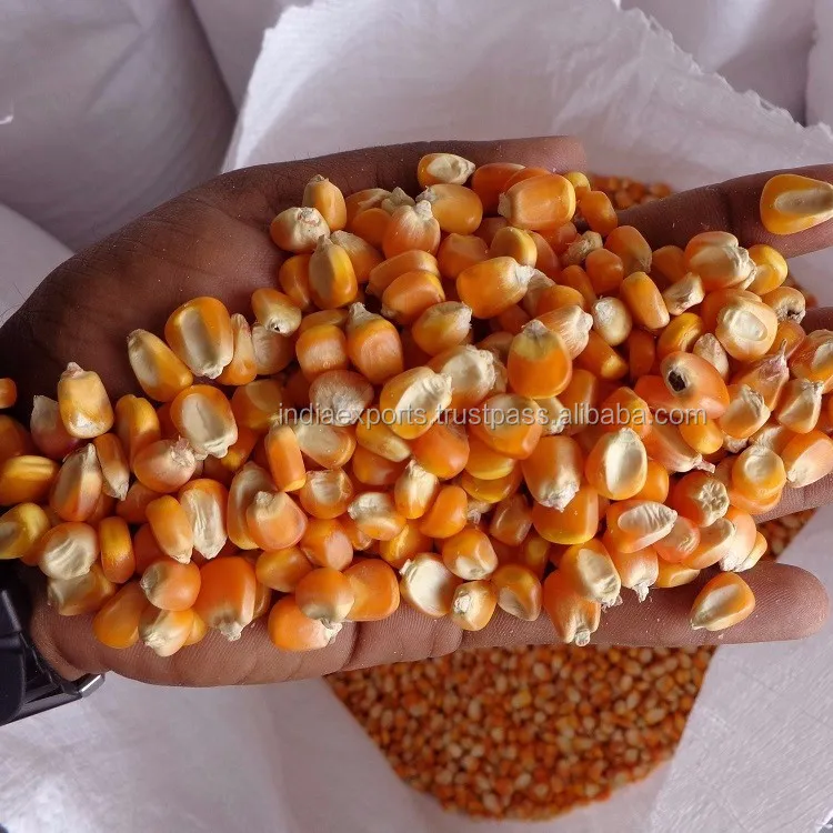 Maize de milho amarelo da qualidade disponíveis nos preços do atacado melhor venda de maize da índia para venda de exportação