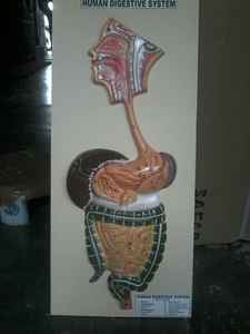 Équipement de test du système digestif humain - Product Image 2