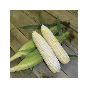 Suplemento alimenticio excelente para alimentación de animales y aves, alimentación de maíz y maíz - Product Image 6