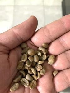 Granos de Café Verde Robusta Orgánico Premium Directamente del Proveedor Vietnamita para Tostadores de Café - Product Image 6