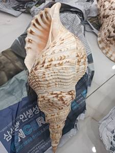 Vente en gros Triton Trompette Shell (Charonia Tritonis) du Vietnam Poli et nettoyé Meilleur prix Design élégant - Product Image 2