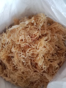เวียดนาม cottonii สาหร่ายทะเลนิมบัสตัดยอดที่เหลือดวงอาทิตย์แห้งมหาสมุทรการทำอาหารสดใช้จำนวนมากส่งออกโดยตรงคุณภาพการค้าระดับโลกในทะเล - Product Image 6