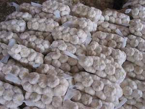 Poudre d'ail biologique 100% pure, ail blanc séché de haute qualité, 5-6 cm, export normal - Product Image 6