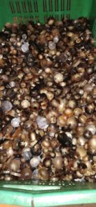 Botones de Cuerno de Búfalo para Blazers, Botones de Cuerno para Cierres Delanteros de Abrigos, Botones de Cuerno para Servicios de Sastrería Personalizada de HAND MADE CRAFT - Product Image 4