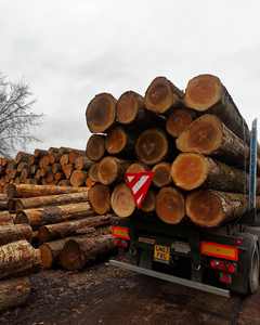 Bûches rondes en chêne à prix avantageux, haute qualité, achetez maintenant, livraison rapide - Product Image 2