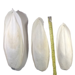 SEICHE D'EXPORTATION AVEC GRANDE QUANTITÉ ET PRIX PREMIUM - Product Image 1