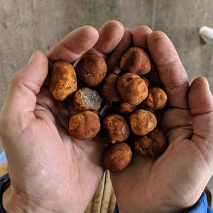 Cálculos Biliares Naturales Puros de Buey/Ganado y Cálculos Biliares de Vaca, Bezoar, Cálculos Biliares de Ganado, Cálculos Biliares de Vaca, Cálculos Biliares de Buey - Product Image 1