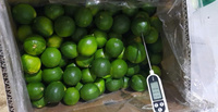 Citrons frais sans pépins de haute qualité: le choix d'exportation parfait pour des recettes délicieuses et nutritives