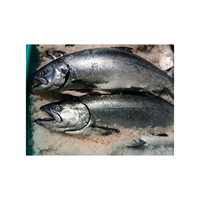 Saumon entier congelé de qualité supérieure en gros à bas prix (produits de la mer) en vrac