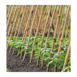 Poteau en bambou: meilleure vente de matériel en bambou/poteau en bambou pour la construction/poteaux en bambou droits bruts d'origine au Vietnam - Product Image 6