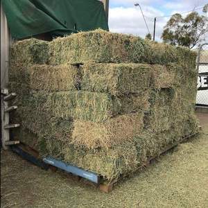 Ballots de foin de luzerne de qualité supérieure fourrage naturel pour le bétail équin et bovin meilleure alimentation animale - Product Image 6