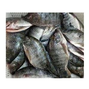 Exportadores, Agricultores, Compradores, Pescado Entero Negro Congelado, Tilapia, Proceso BQF, Orgánico, Envasado al Vacío, Precio por Kg de Primera Calidad - Product Image 5