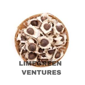 Moringa Hạt Giống Cây Dùi Trống Moringa <span class=keywords><strong>oleifera</strong></span> số lượng lớn Moringa xuất khẩu và Nhà cung cấp - Product Image 6