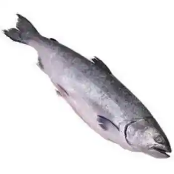 Nutritious Frozen Fillet Salmon Fish/ IQF Freezing Process Salmon Fillet / Vaccumed Packed Salmon Fillet In Box