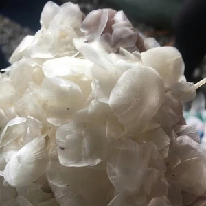 Escamas de Pescado Secas al por Mayor, Materia Prima de Vietnam para Fábricas de Cosméticos - Product Image 1