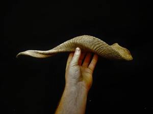 Corno Shofar en corne de mouton polie de haute qualité, style nautique animalier, décoration intérieure, finition naturelle, d'origine indienne - Product Image 4