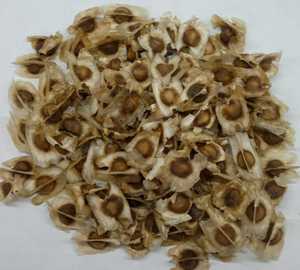 Graines de moringa de haute qualité-bio et Nin-Ogmo approvisionnement en vrac - Product Image 1